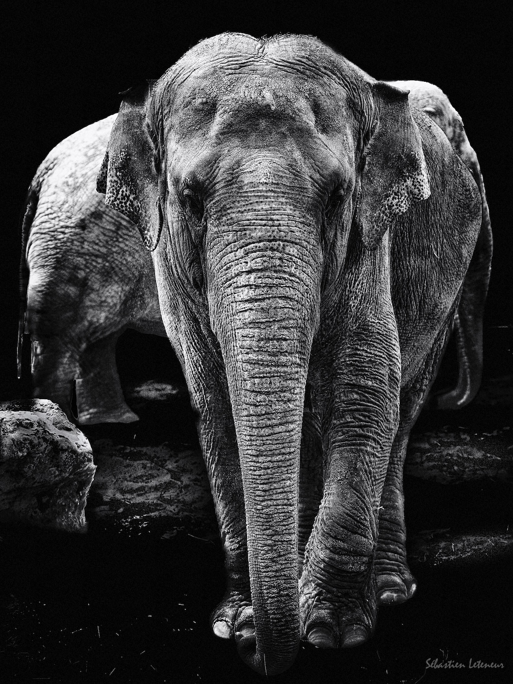 Eléphant d’Asie (Elephas maximus)