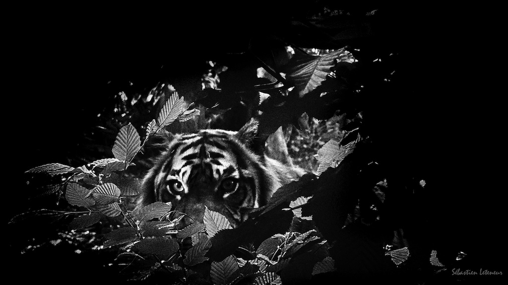 Tigre de Sumatra (Panthera tigris sumatrae)